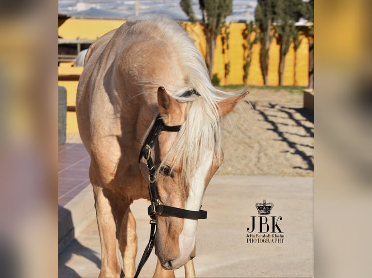 Andalusian Mix Stallion 4 years 15 hh Palomino in Tabernas Almeria
