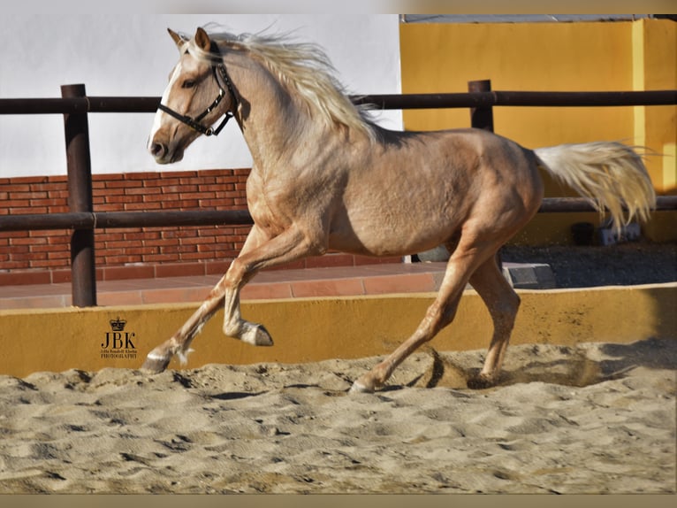 Andalusian Mix Stallion 4 years 15 hh Palomino in Tabernas Almeria