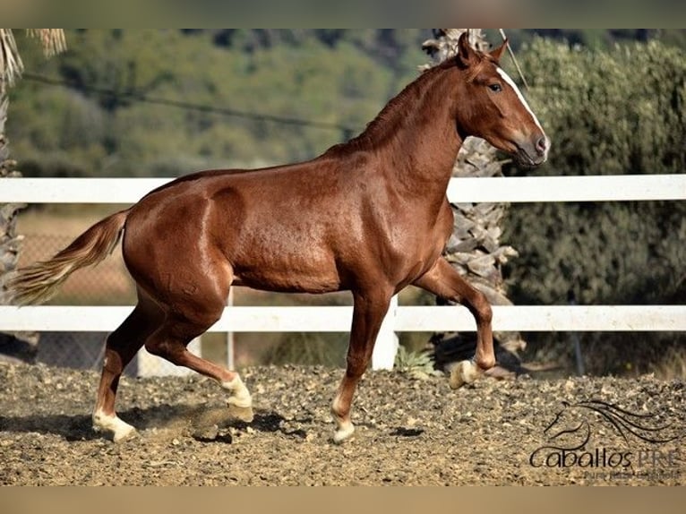 Andalusian Stallion 4 years 15,1 hh Chestnut-Red in Barcelona