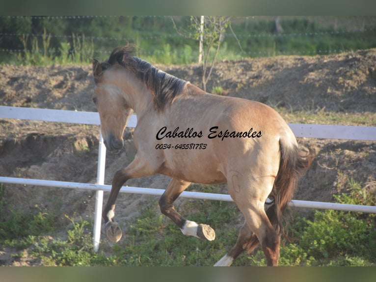 Andalusian Stallion 4 years 15,1 hh Dun in Vejer de la Frontera