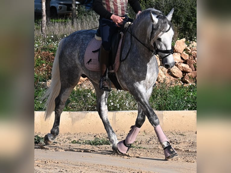 Andalusian Stallion 4 years 15,1 hh Grey in Menorca