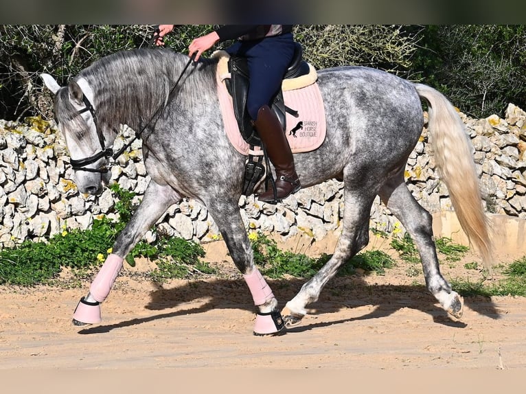 Andalusian Stallion 4 years 15,1 hh Grey in Menorca