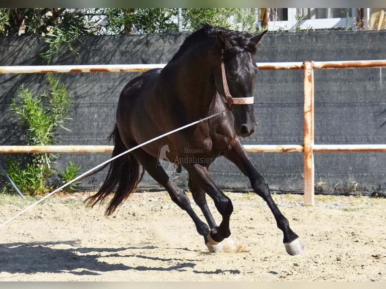 Andalusian Stallion 4 years 15,2 hh Black in Provinz Malaga