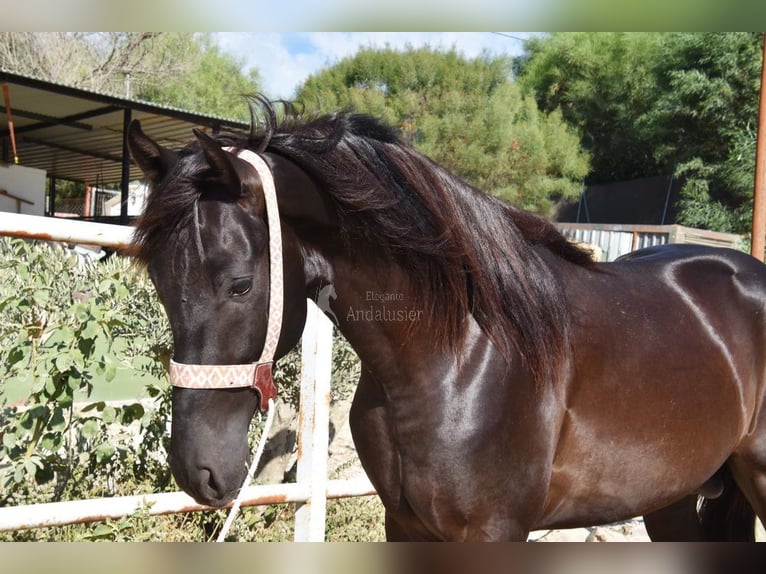 Andalusian Stallion 4 years 15,2 hh Black in Provinz Malaga