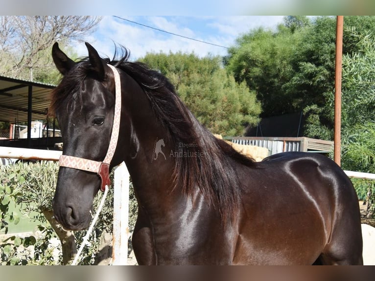 Andalusian Stallion 4 years 15,2 hh Black in Provinz Malaga