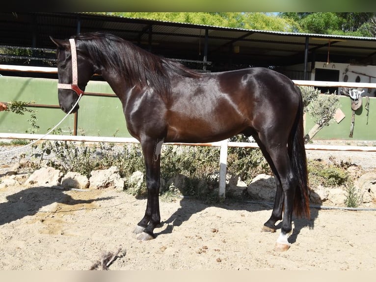 Andalusian Stallion 4 years 15,2 hh Black in Provinz Malaga