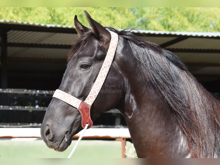 Andalusian Stallion 4 years 15,2 hh Black in Provinz Malaga