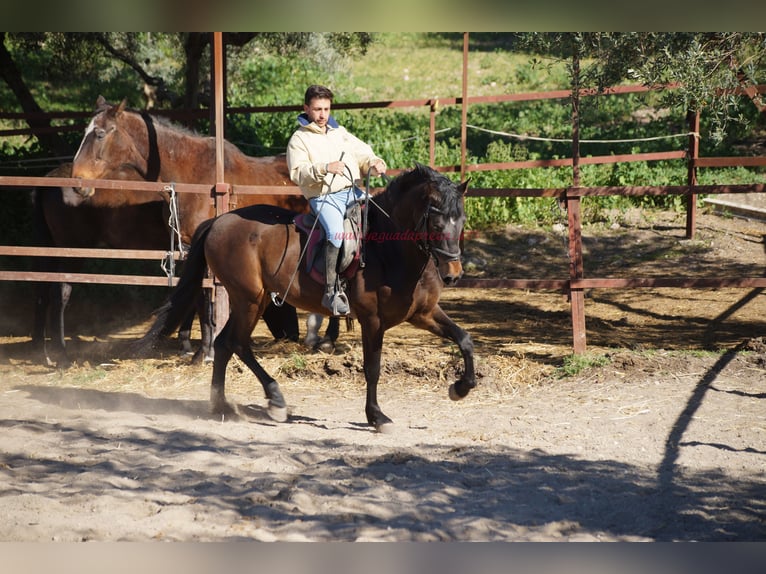 Andalusian Stallion 4 years 15,2 hh Brown in Pruna