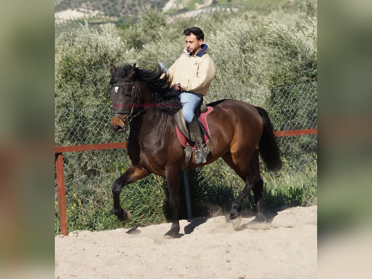Andalusian Stallion 4 years 15,2 hh Brown in Pruna