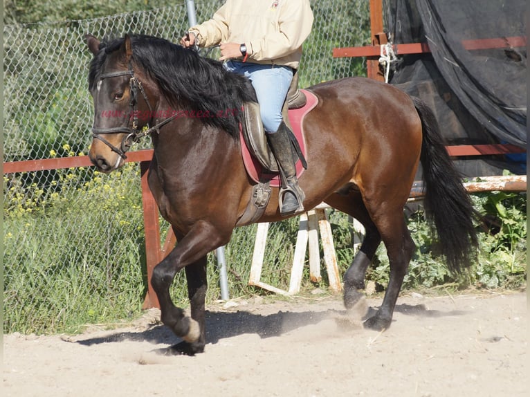 Andalusian Stallion 4 years 15,2 hh Brown in Pruna
