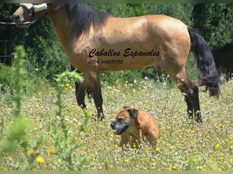 Andalusian Stallion 4 years 15,2 hh Champagne in Vejer de la Frontera