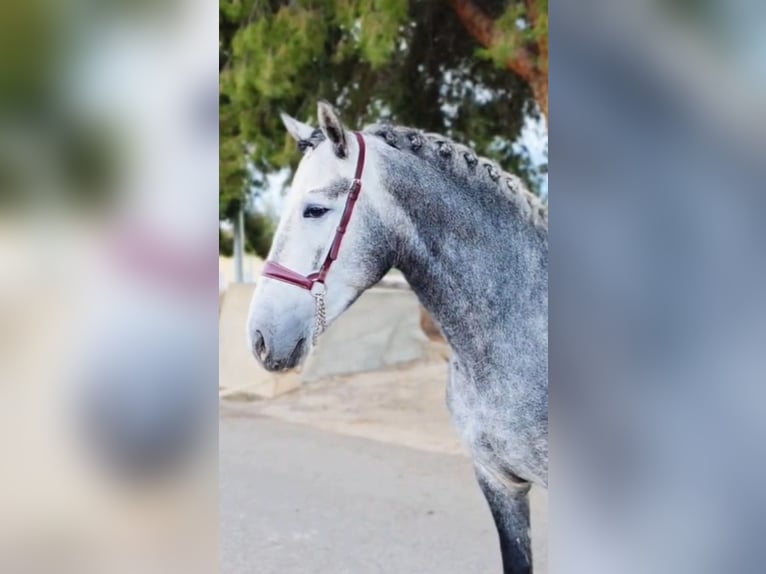 Andalusian Stallion 4 years 15,2 hh Grey-Dapple in Ermelo