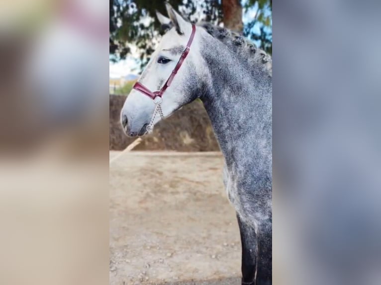 Andalusian Stallion 4 years 15,2 hh Grey-Dapple in Ermelo