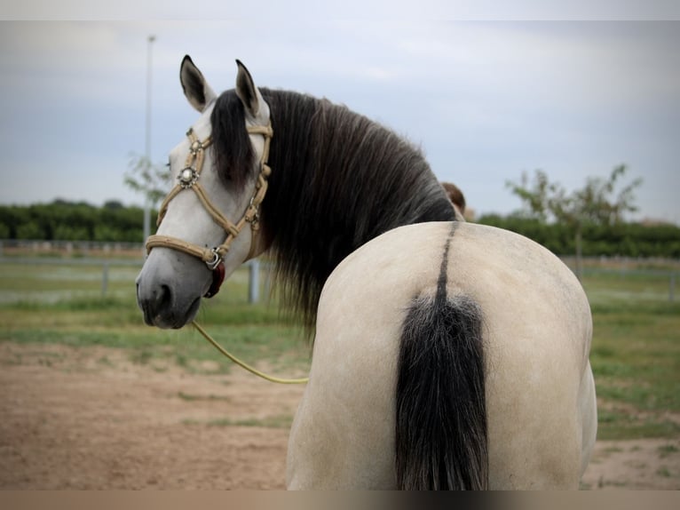 Andalusian Stallion 4 years 15,3 hh Brown Falb mold in Valencia