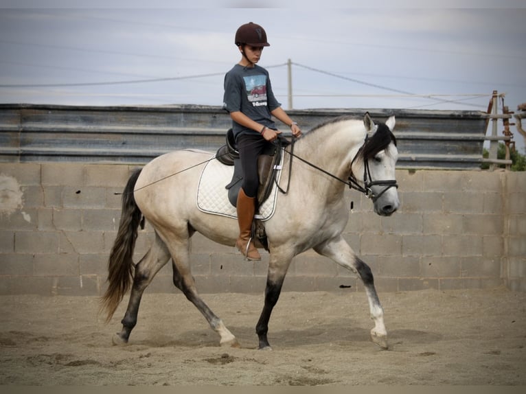 Andalusian Stallion 4 years 15,3 hh Brown Falb mold in Valencia