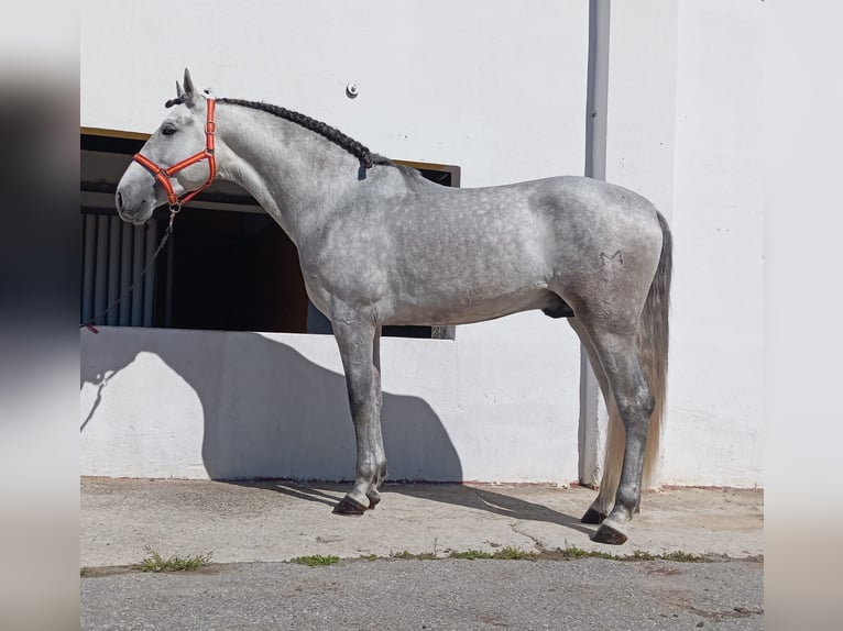 Andalusian Stallion 4 years 15,3 hh Grey in Terrassa