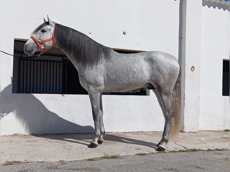 Andalusian Stallion 4 years 15,3 hh Grey in Terrassa