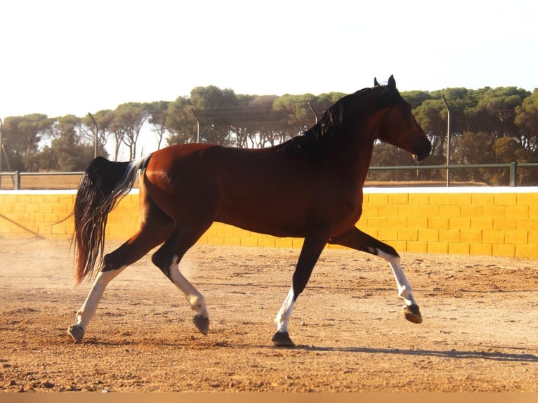 Andalusian Stallion 4 years 16,1 hh Bay in Hamburg