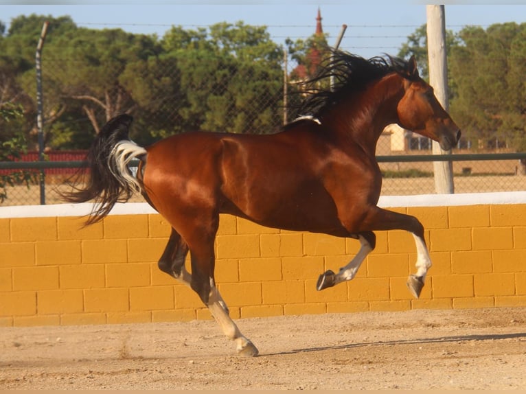 Andalusian Stallion 4 years 16,1 hh Bay in Hamburg