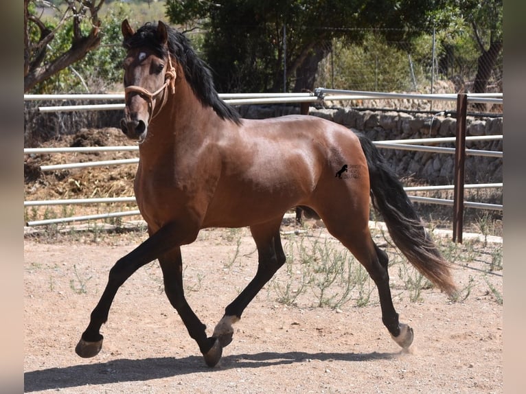 Andalusian Stallion 4 years 16,1 hh Brown in Mallorca