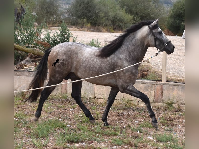 Andalusian Stallion 4 years 16,1 hh Dun in Mallorca