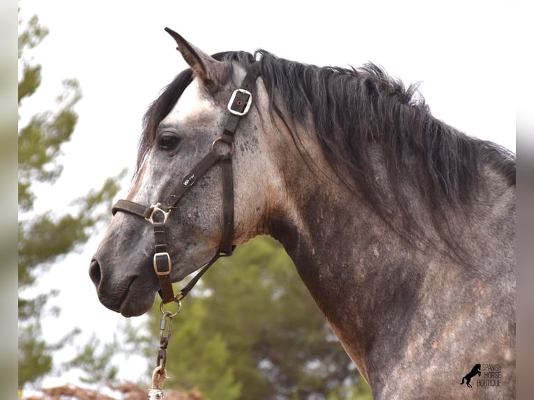 Andalusian Stallion 4 years 16,1 hh Dun in Mallorca