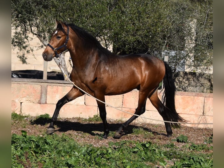 Andalusian Stallion 4 years 16,1 hh Dun in Mallorca