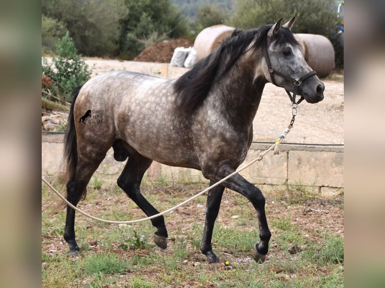 Andalusian Stallion 4 years 16,1 hh Dun in Mallorca