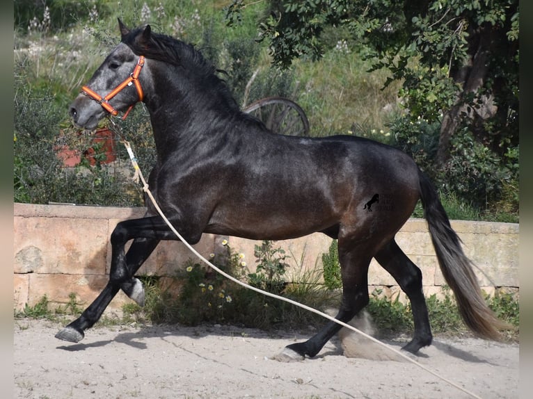 Andalusian Stallion 4 years 16,1 hh Gray in Mallorca