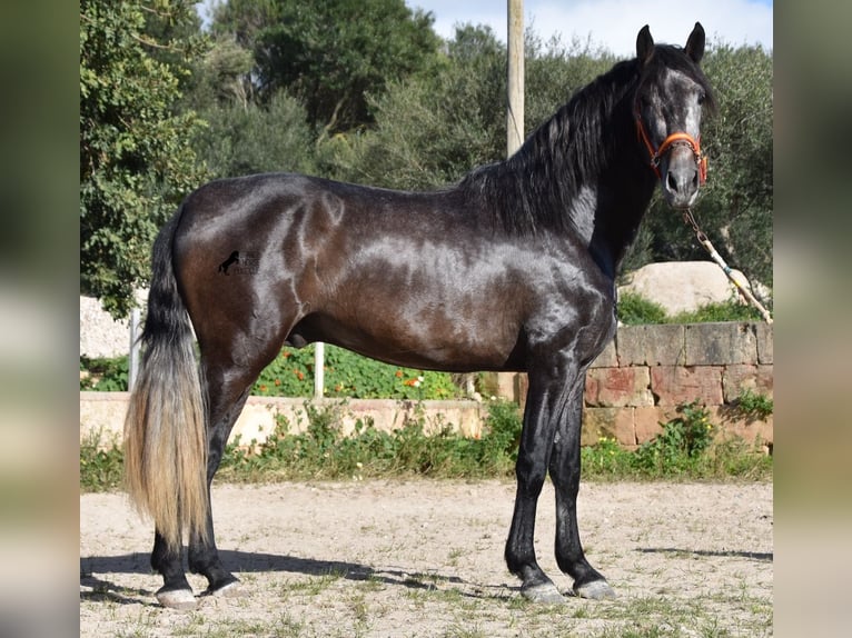 Andalusian Stallion 4 years 16,1 hh Gray in Mallorca
