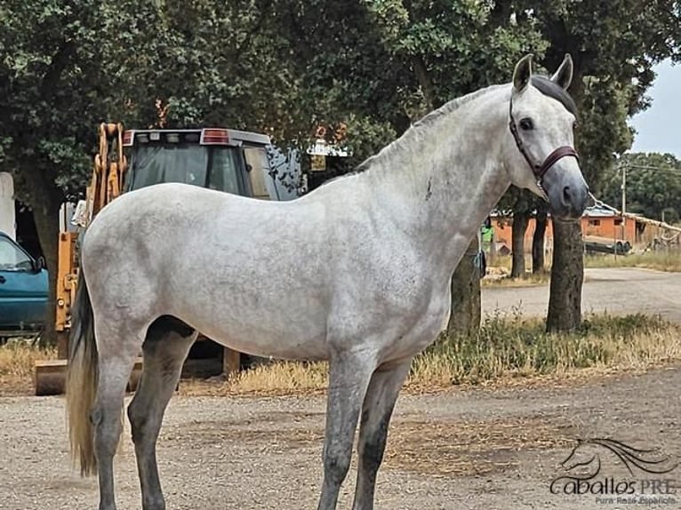 Andalusian Stallion 4 years 16,1 hh Gray in Valladolid