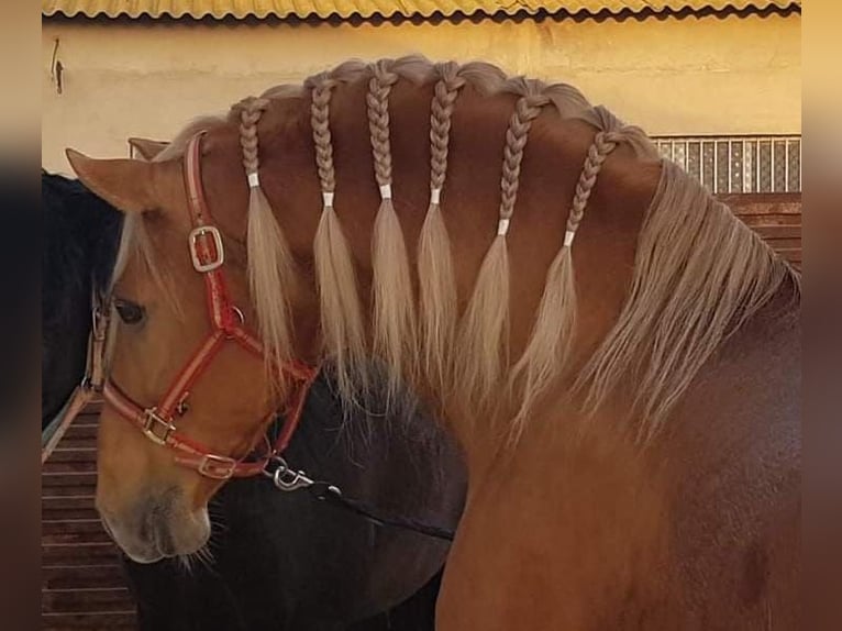 Andalusian Stallion 4 years 16,1 hh Palomino in Piedralaves