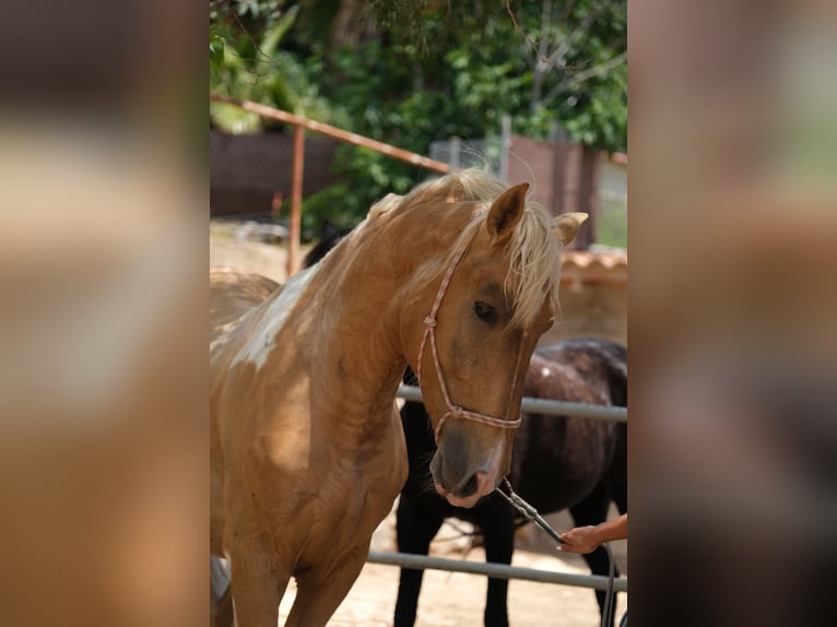 Andalusian Stallion 4 years 16,1 hh Pinto in Hamburg