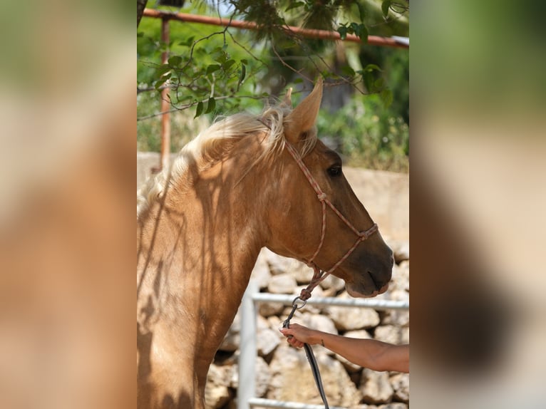 Andalusian Stallion 4 years 16,1 hh Pinto in Hamburg