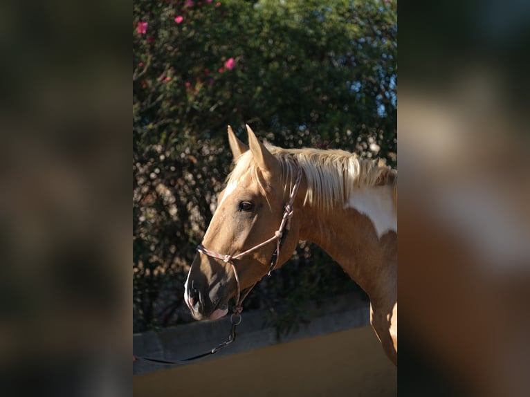 Andalusian Stallion 4 years 16,1 hh Pinto in Hamburg