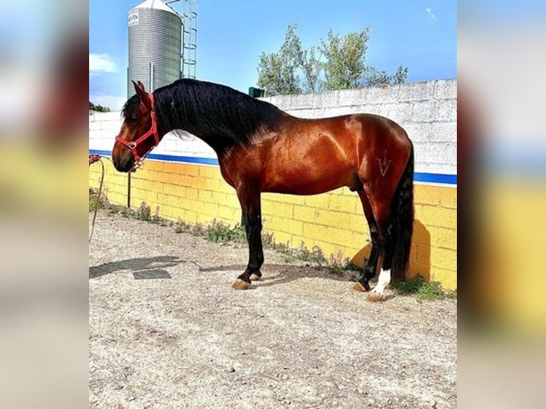 Andalusian Stallion 4 years 16,2 hh Bay in Jaen