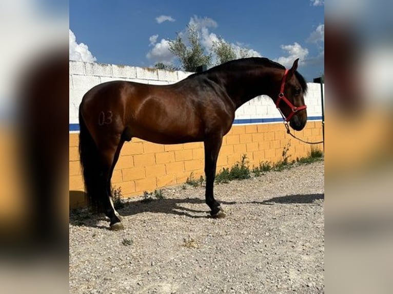 Andalusian Stallion 4 years 16,2 hh Bay in Jaen