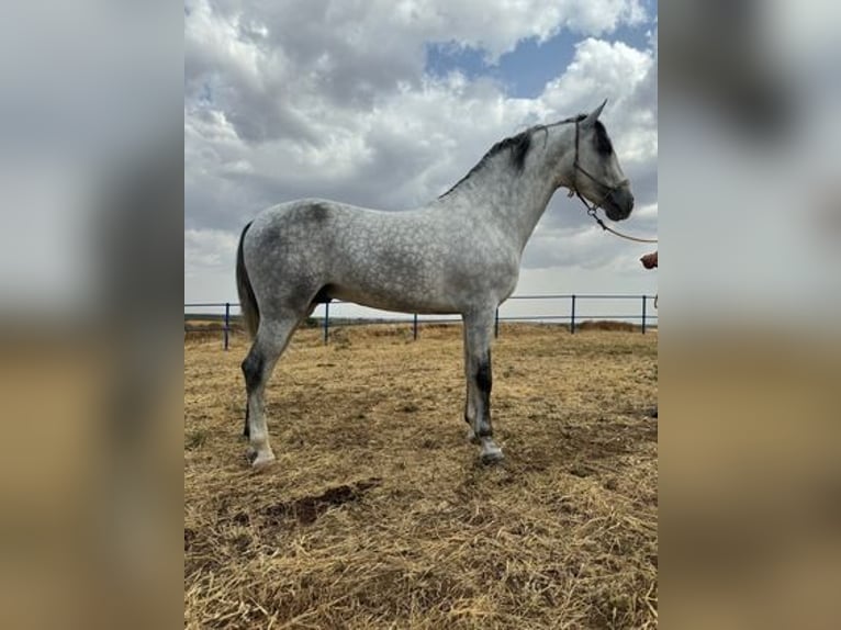 Andalusian Stallion 4 years 16,2 hh Gray in Badajoz