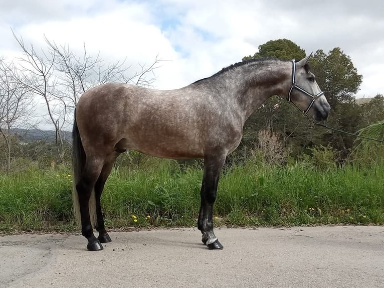 Andalusian Stallion 4 years 16,2 hh Gray in Terrassa