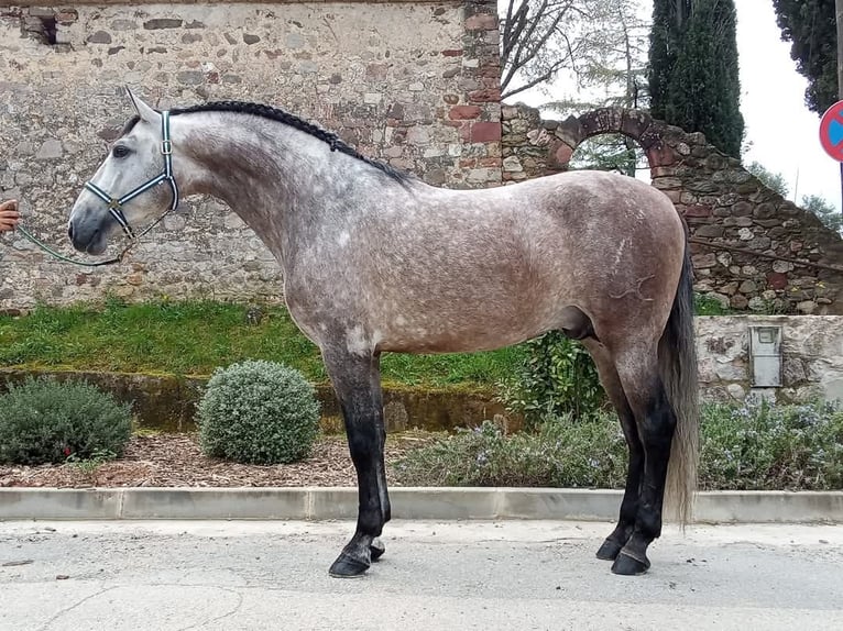 Andalusian Stallion 4 years 16,2 hh Gray in Terrassa