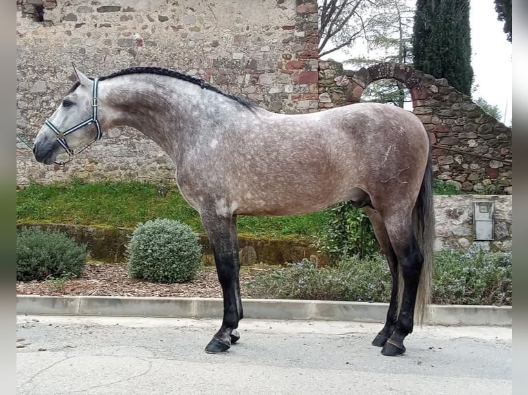 Andalusian Stallion 4 years 16,2 hh Gray in Terrassa
