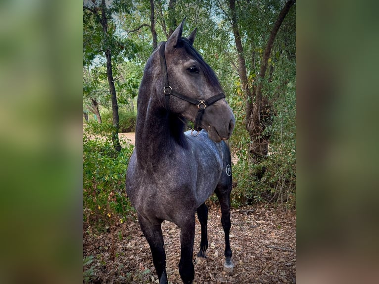 Andalusian Stallion 4 years 16.2 hh Grey-Dapple in El Escorial
