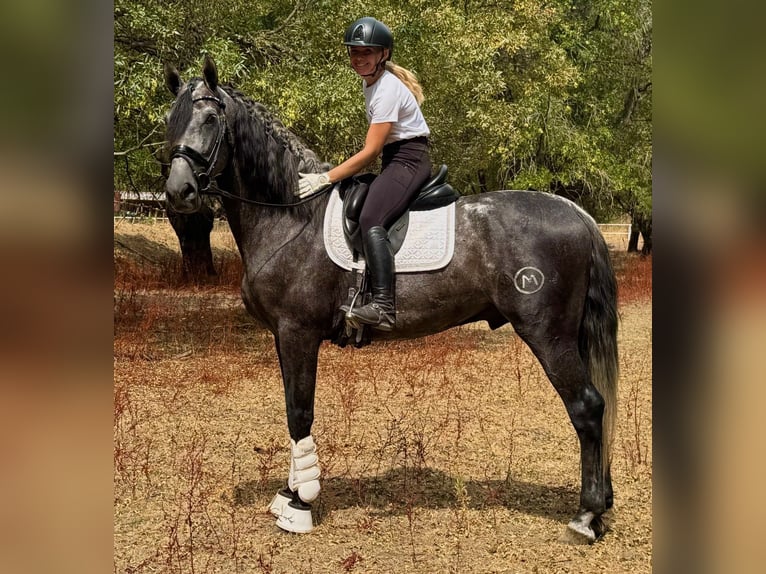 Andalusian Stallion 4 years 16.2 hh Grey-Dapple in El Escorial