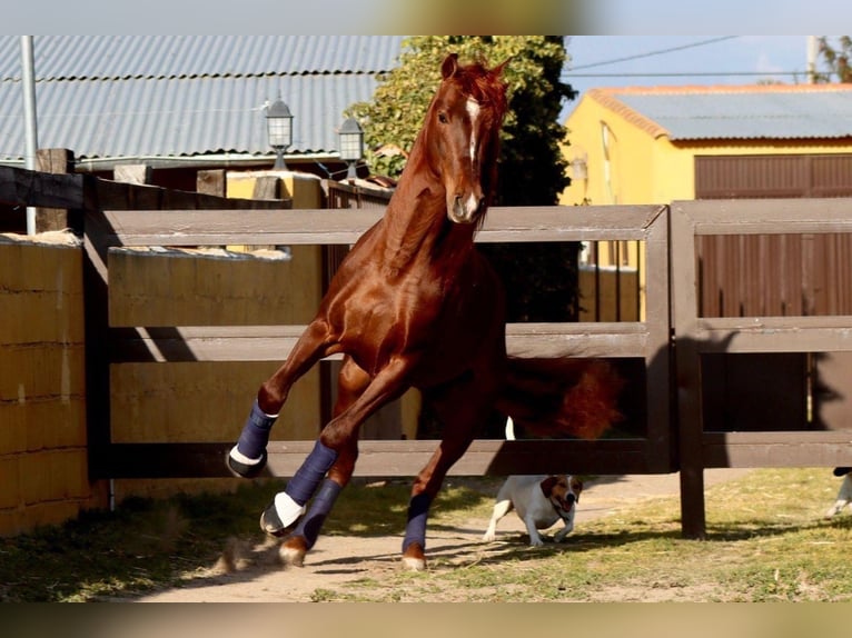Andalusian Stallion 4 years 16,3 hh Chestnut-Red in Alicante/Alacant