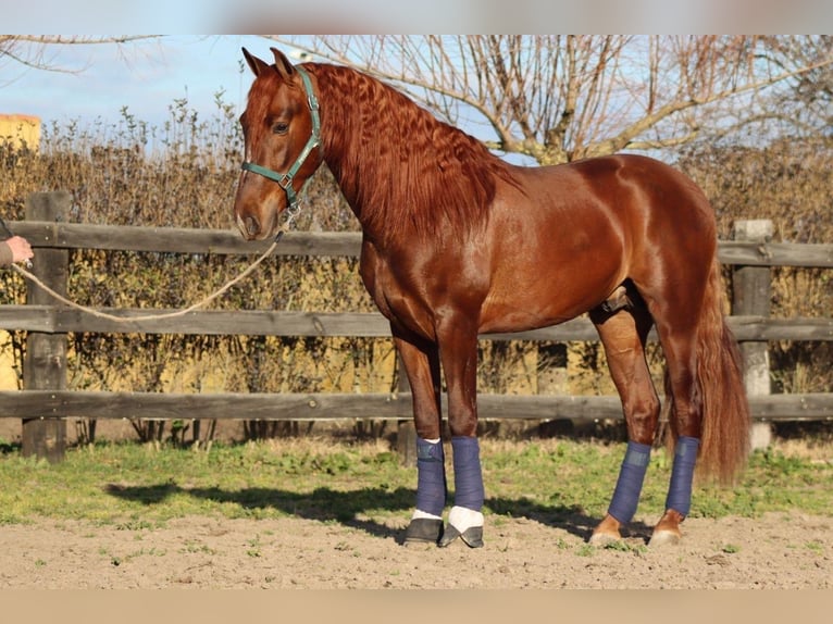Andalusian Stallion 4 years 16,3 hh Chestnut-Red in Alicante/Alacant