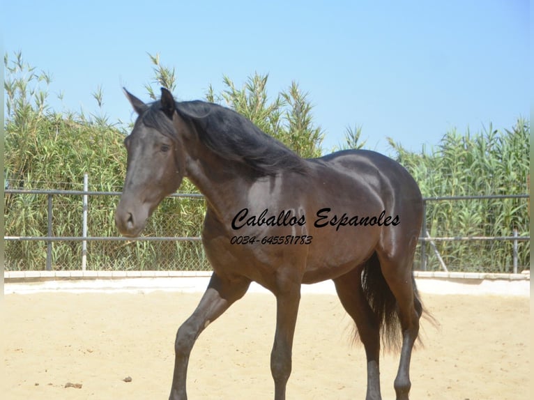 Andalusian Stallion 4 years 16 hh Black in Vejer de la Frontera