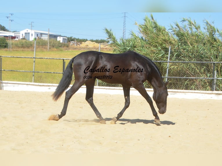 Andalusian Stallion 4 years 16 hh Black in Vejer de la Frontera