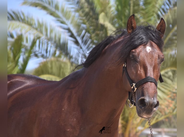 Andalusian Stallion 4 years 16 hh Brown in Menorca