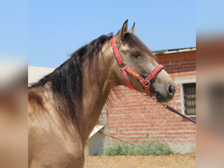 Andalusian Stallion 4 years 16 hh Buckskin in Vejer de la Frontera