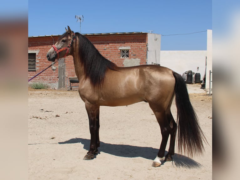 Andalusian Stallion 4 years 16 hh Buckskin in Vejer de la Frontera